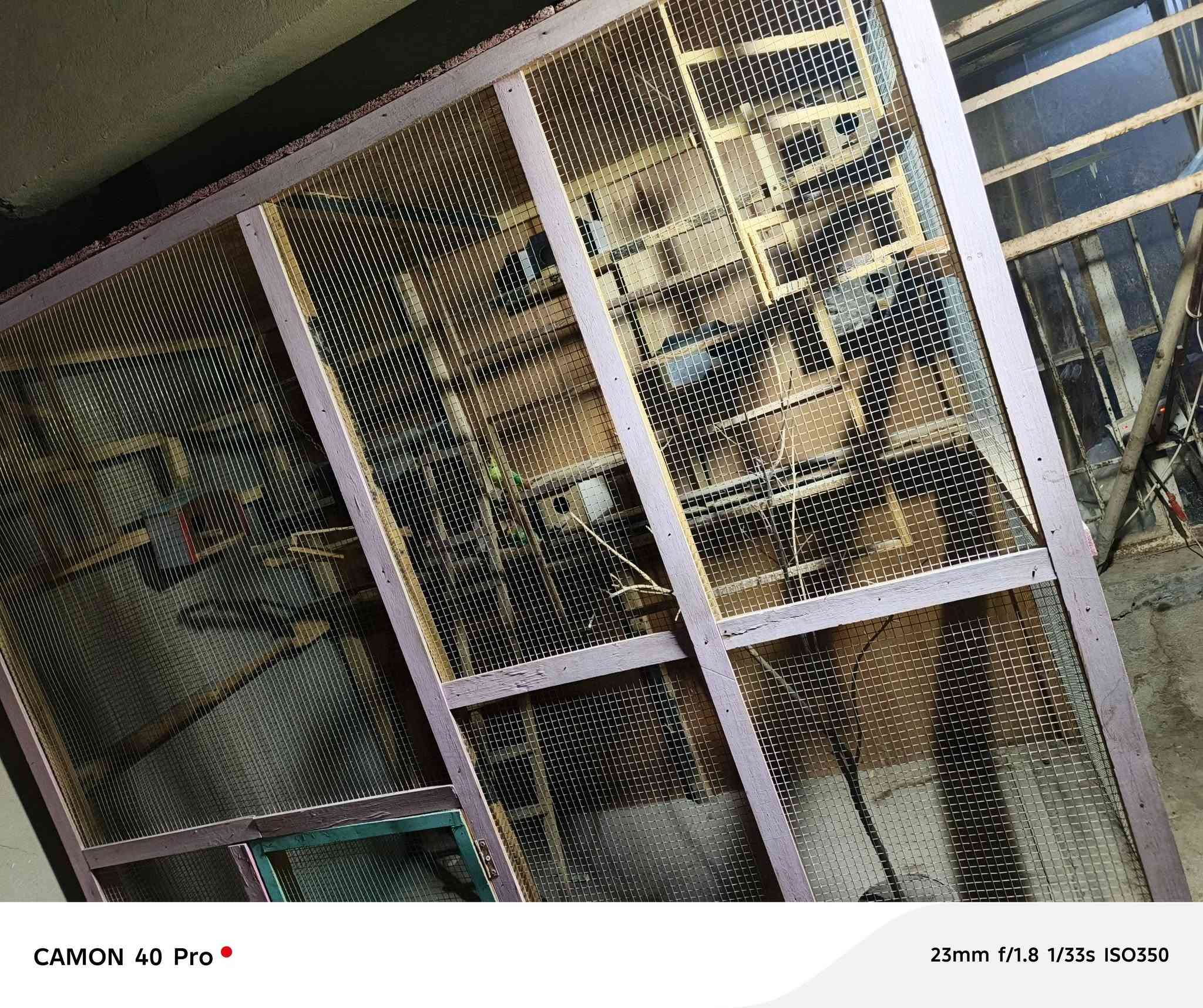 قفص تكمه شغل حطاطه جديد واجهته مترين في تلاثه متر تفاصيل أكثر مراسله الرقم *********** مال مستعجل العنوان الفلوجه حي العسكري
