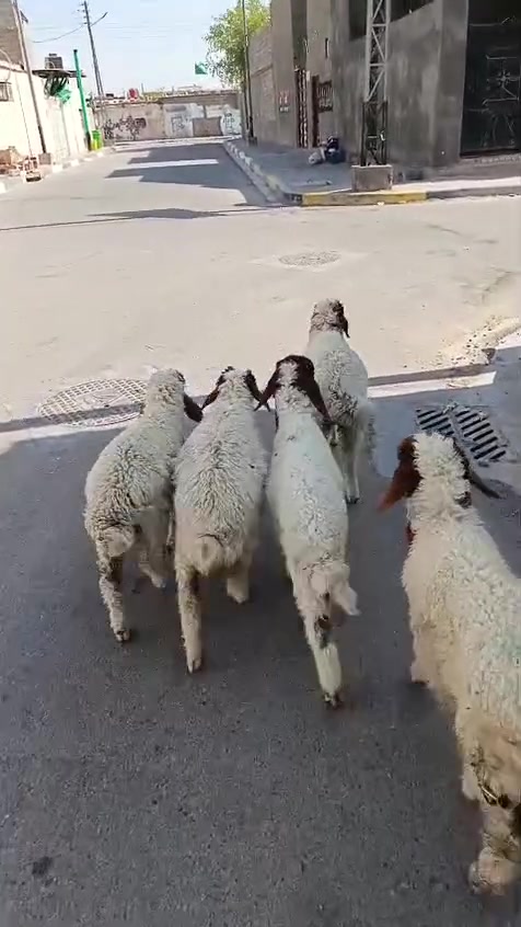 ياالله رقم الموبايل ***********
