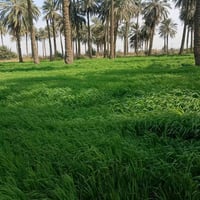 أرض زراعيه • ٥دونم • كوت اليوسفيه