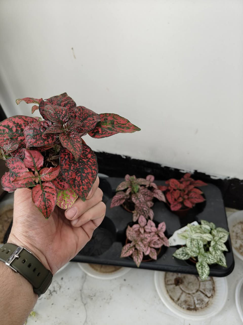 متوفرين في مشتل برعم

جميع الأسعار مذكورة تحت تحت 
جميع النباتات بصحة جيدة 
تستلم مثل الصورة بالضبط 

مكاني موصل حي السكر قرب جامع الرحمة 
يوجد توصيل لجميع محافظات العراق 

للحجز والطلب مراسلة الصفحة او التواصل 
على رقم الواتس اب ***********

رابط صفحة الانستا
https://www.instagram.com/brmllnbtt?igsh=MWx3OWdvYm0zNzUwMg==
تابعنا ليصلك كل ما هو جديد 
#برعم_للنباتات_المنزلية
