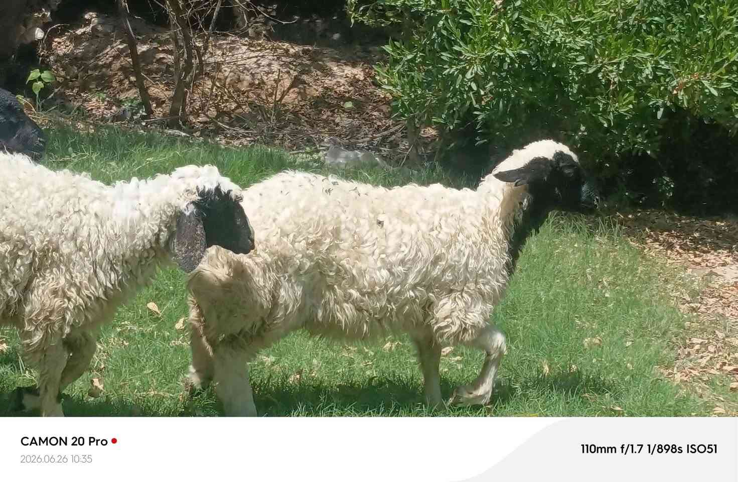 طليان فحل أو نثية 2 شرط صحا مكان نجف الاشرف 
سعر الواحد 245
‏‪***********‬‏
