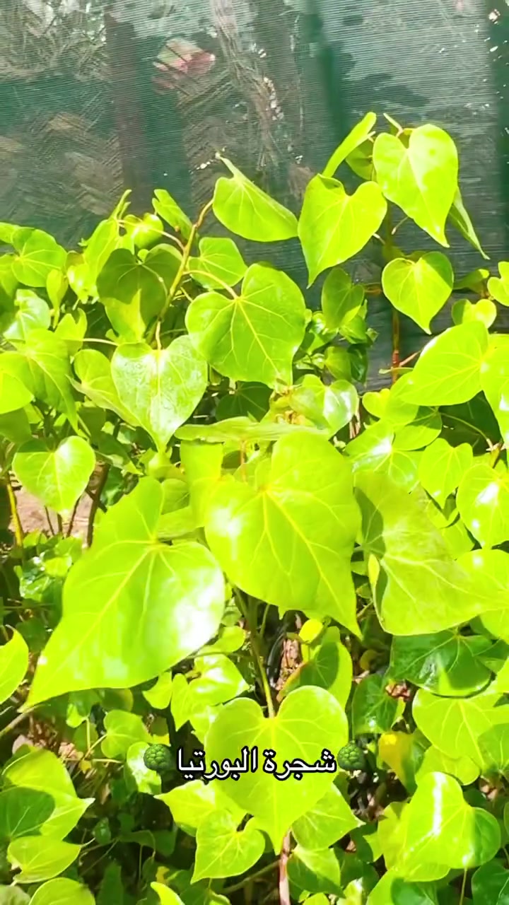 🌳شجرة البورتيا متوفره الارتفاع متر سعر القطعة 5.000 دينار العنوان البصرة القرنة نهر الباشا قرب السيطرة عامود رقم 4 متوفر خدمة توصيل داخل القرنة فقط🌳 #مشتل_الشجرة_الطيبة #الشيخ_حازم_الباوي #قصصواقعية #قصص #نباتات #محاضرات_دينية #اشجار


**إذا كنت صاحب هذا الإعلان وتريد حذفه لأي سبب، رجاءا أرسل رسالة إلى الدعم الفني**