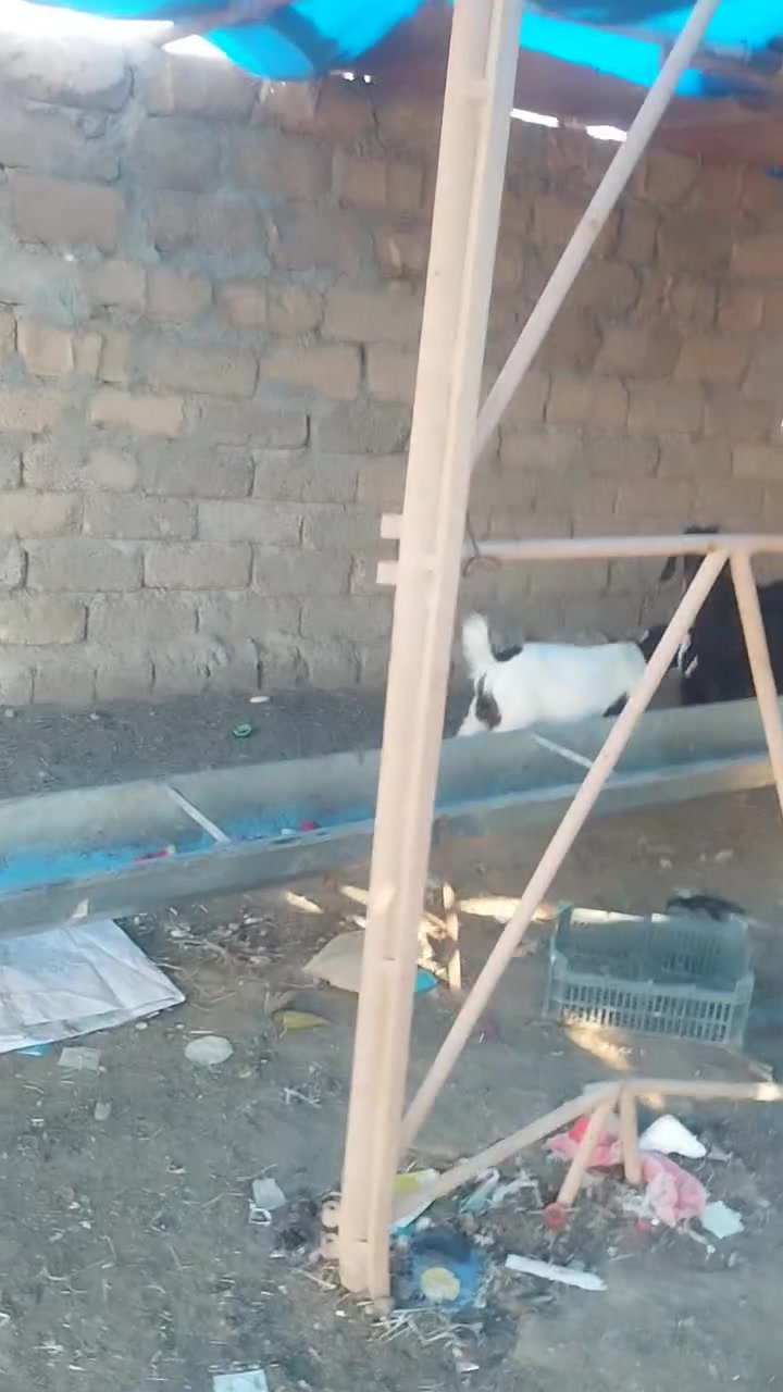 هإسلام عليكك  يوجد عنز اول بطن شرط وراه صخله  عنز مكفوله  عله كل عيب  سنين شرط 0780737589مكاني  بيجي


**إذا كنت صاحب هذا الإعلان وتريد حذفه لأي سبب، رجاءا أرسل رسالة إلى الدعم الفني**