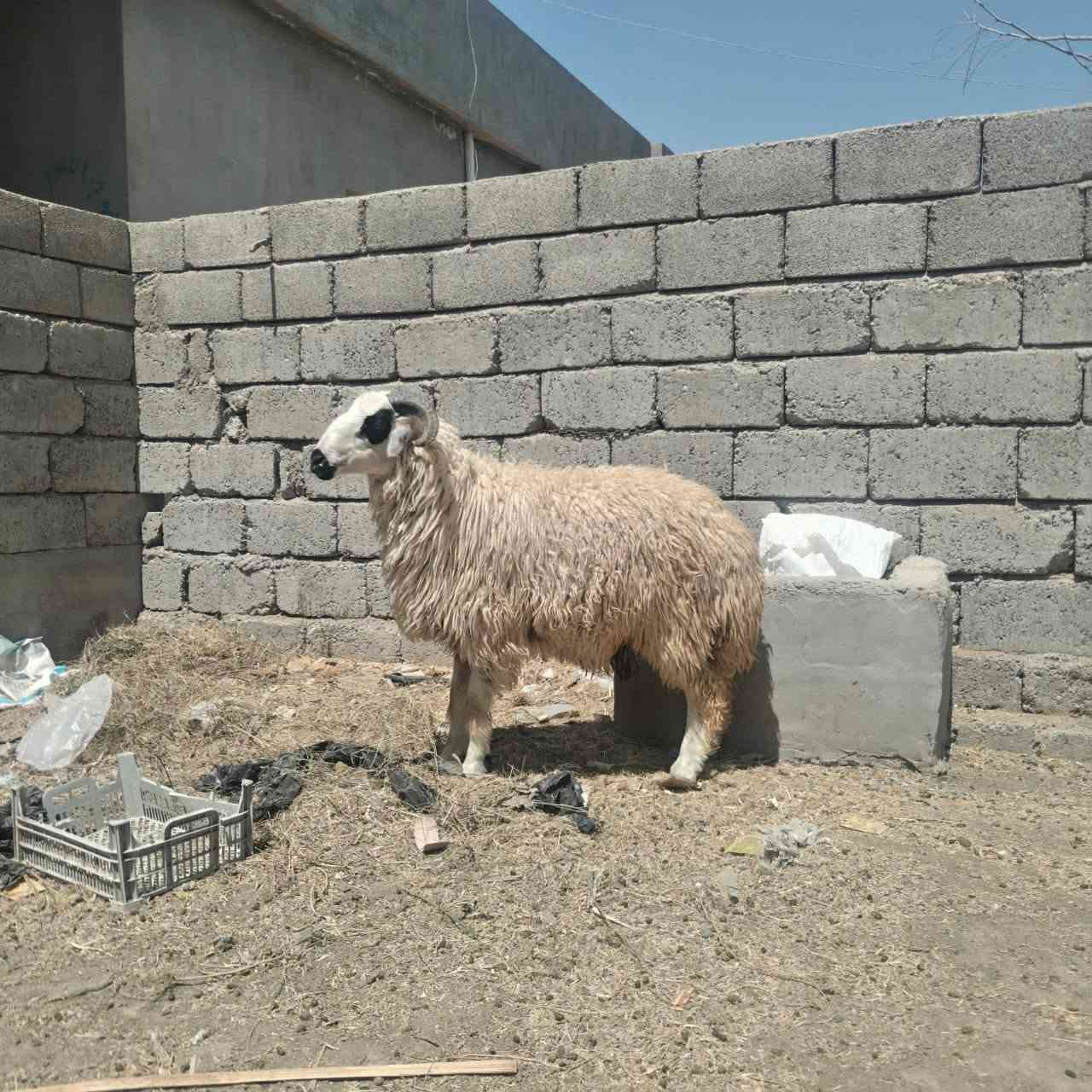 طلي ابگم اكر سمين حيل تريد لحم تريد فحل الستفسار على هاذه ارقم ***********
