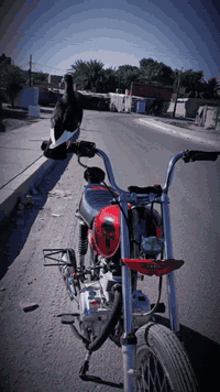 ماطور للبيع شاصي 15تعمير 25مكان نجف مشخاب ***********
