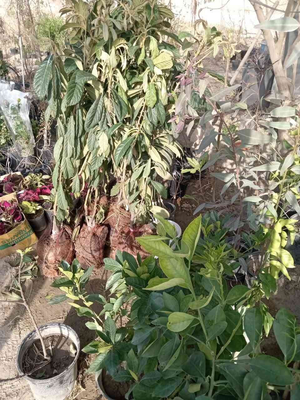 السلام عليكم.. مسواك جديد مشتل القادسيه الشارع العام.. ***********
