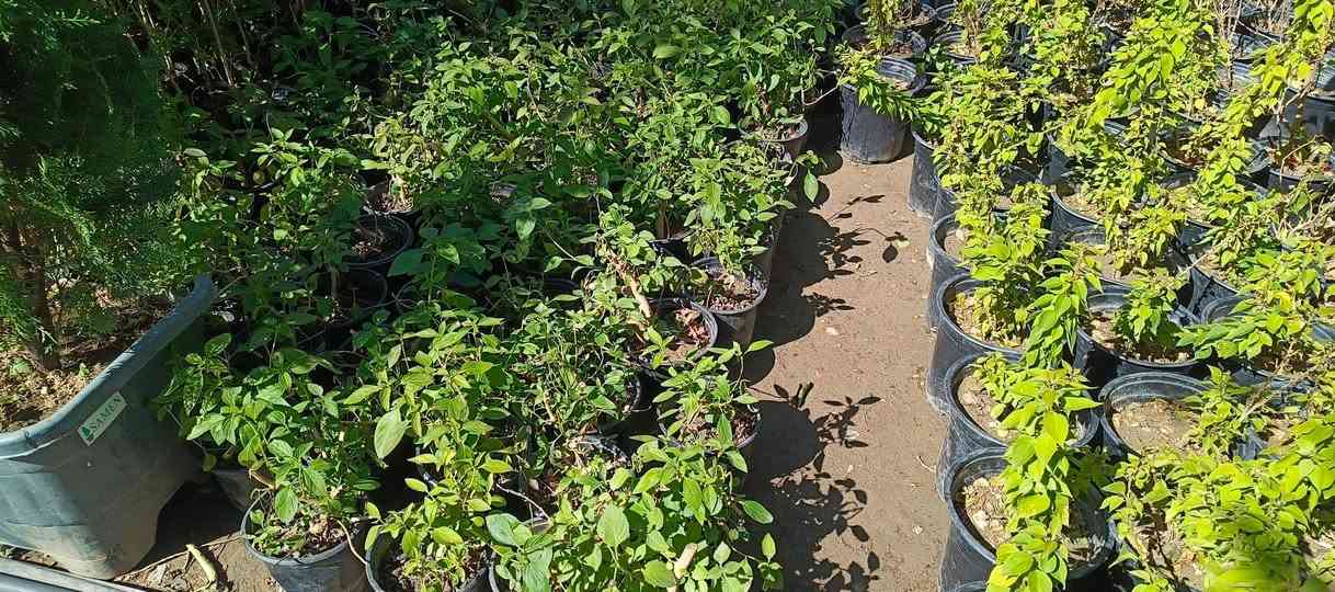 يا الله يتوفر يم # مشتل_المسرة تشكيلة واسعة ومتنوعة من النباتات الزينة التي تضفي جمالًا وسحرًا على أي حديقة أو مساحة داخلية. ويقدم المشتل خيارات متعددة تناسب مختلف الأذواق، مما يجعله الوجهة المثلى لمحبي النباتات والمهتمين بتزيين منازلهم أو أماكن عملهم بالنباتات. العنوان الدقيق للمشتل يقع في حي المعلمين الأولى، مباشرة مقابيل ثانوية موطني، مما يجعله من السهل الوصول إليه سواء كنت تجتاز المنطقة لأول مرة أو كنت من سكان المنطقة.


**إذا كنت صاحب هذا الإعلان وتريد حذفه لأي سبب، رجاءا أرسل رسالة إلى الدعم الفني**