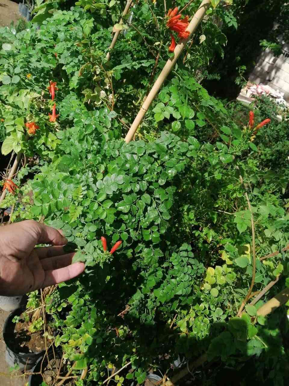 مشتل حديثة المركزي 
ورد موسمي على 500 🌹🌴🍯 يوجد خدمت توصيل 
قرنفل ععراقي
قرنفل صيني
كزانيه


**إذا كنت صاحب هذا الإعلان وتريد حذفه لأي سبب، رجاءا أرسل رسالة إلى الدعم الفني**