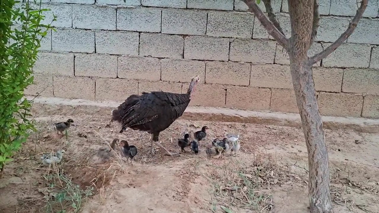 فسفسه جواها ١١ فرخ دجاج و٣ فسفس للبيع السعر ٦٠ الف
***********
