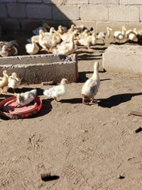 بط • للبيع • كركوك