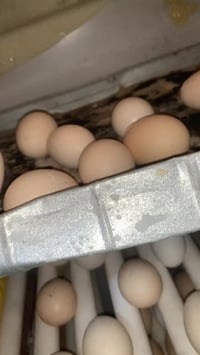 فقاسة • ديالى بعقوبه • اصلي