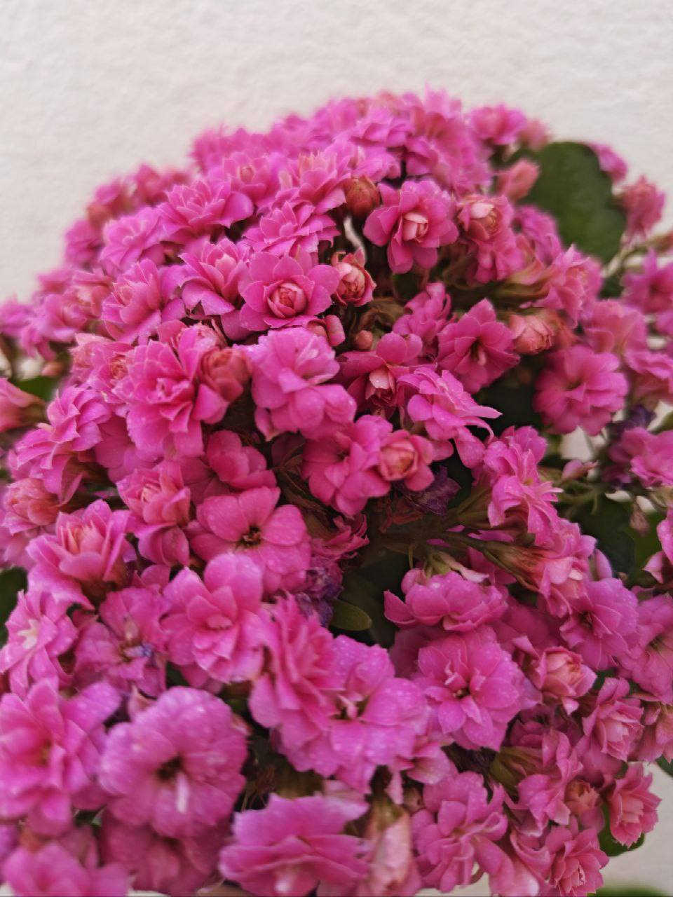 🌿 اختار نبتتك… والباقي علينا 🌱
الاسعار خاص


**إذا كنت صاحب هذا الإعلان وتريد حذفه لأي سبب، رجاءا أرسل رسالة إلى الدعم الفني**