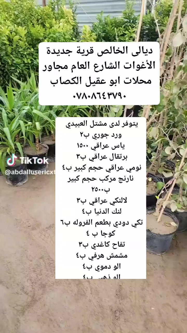 يتوفر لدى مشتل العبيدي 
العنوان ديالى الخالص قرية جديدة الأغوات الشارع العام ***********
يتوفر لدى مشتل العبيدي 
ورد جوري ب٢٠٠٠ الفين سندانه حجم كبير 
ياس عراقي ١٥٠٠ الف ونص
برتقال عراقي ب٣٠٠٠ الف
نومي عراقي ب٤٠٠٠ الف حجم كبير
لالنكي عراقي ب٣٠٠٠ الف
نارنج مركب ب٢٥٠٠ حجم كبير 
لنك الدنيا ب٤ الف
تكي دودي بطعم الفروله ٦ الف
كوجا ب٣٠٠٠ الف
الو دموي ب٤ الف
الو ذهبي ب٤ الف 
مشمش هرفي ب٤ الف
زيتون خستاوي ب٣٠٠٠ الف
تين اسود ب٢٠٠٠ الفين
تين اصفر ب٢٠٠٠ الفين 
تفاح كاغدي ب٣٠٠٠ الف
