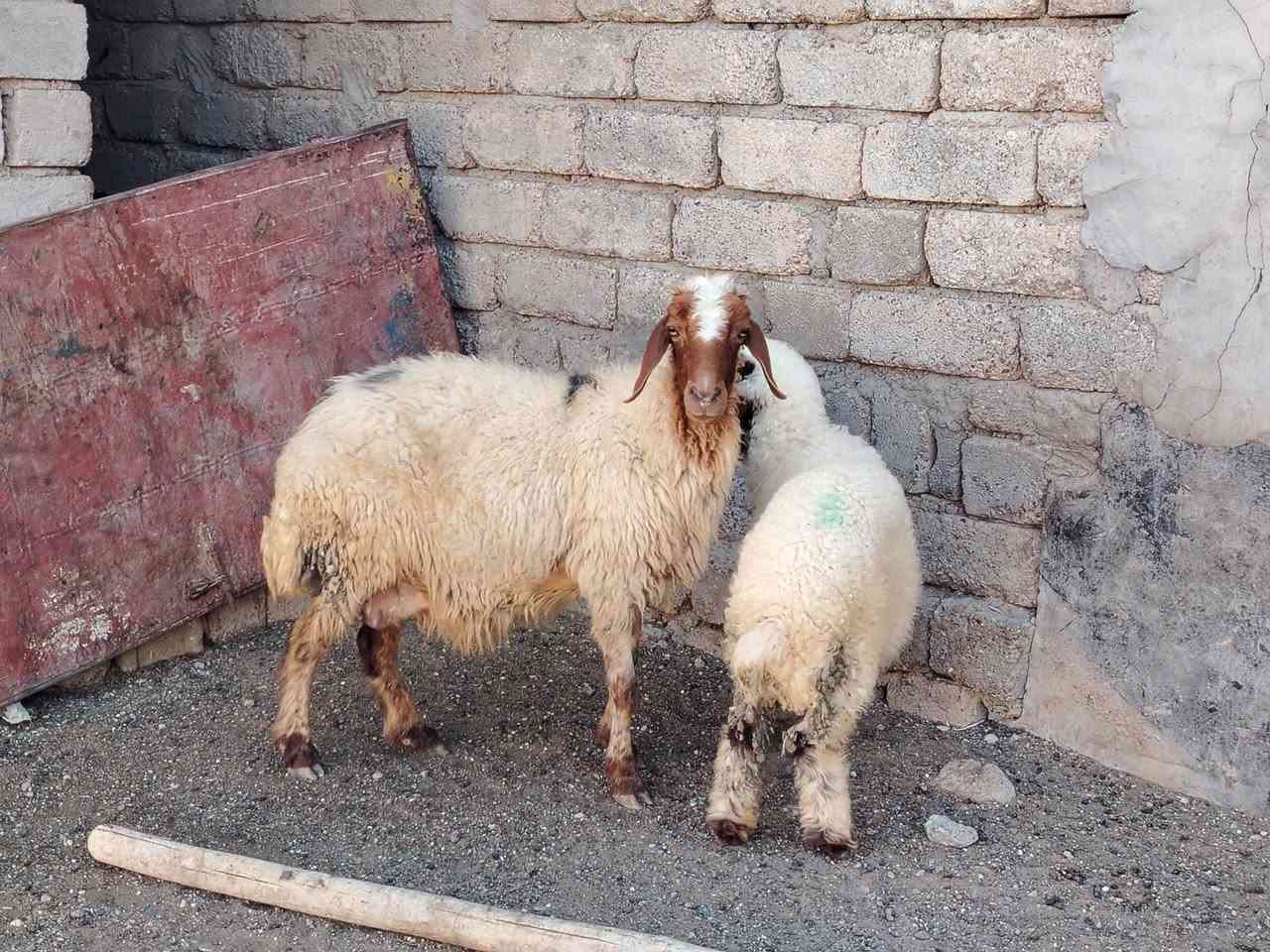 يوجد مطفل وراه طلي  مالت جنيه نعجه حلوه سنه درجه اوله شرط سن وشطر مكفوله عله كل عيب
المكان صلاح الدين بيجي 
                             الشراي يخابرني 
اسيا *********** زين ***********
