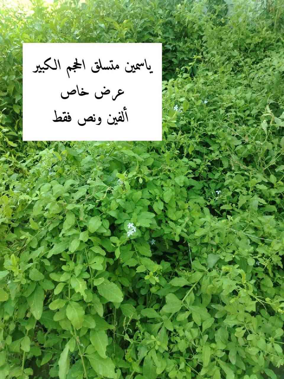 #ليس_الفخر_ان_تبيع_ل_٥٠_زبون🥰
                                 #بل_الفخر_ان_يعود_الزبون_٥٠_مره😍

#العنوان

الانبار / الرمادي / قرب مدخل شارع خاشع من جهة المدارس مقابل جامع هارون الرشيد

#للحجز_والاستفسار_مراسلة_موظفة_التجهيز *********** واتس اب حصرا
