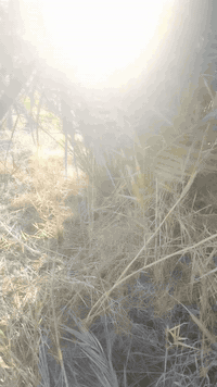 بسم الله الرحمن الرحيم 
توفرت لدينا فسائل نخيل بريم قلع العدد 40
تقلع بيدك من الام سعر الفسيل الواحد45
اذا شلع بيهه مجال 
كذالك يوجد لدينا صكعي مجذر وجاهز احجام من 90الى140
برحي حر مجذر صارله شهرين يجهز على السادس 140
مجهول مجذر وجاهز صارله شهرين يجهز على السادس 140
مجهول قلع، 100
شويثي احمر قلع 45
شويثي احمر مجذر ويجهز بشهر السادس 55
عبد الهادي قلع 90
مكتوم قلع 50
جبجاب كربلاء مجذر صارله شهرين يجهز على السادس 125
مشتل الزهراء في ميسان العماره بستان دور النفط شارع مقبره الصابئه قرب جملونات بيت العنتاكي للدواشك والحصران داخل الفرع الكميه محدوده 
***********
***********
