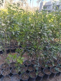 حامض وبرتقال سندان عراقي  للاستفار اتصال على الرقم٠٧٧٠٧٧٦٤٥٠٠ متواجد و...