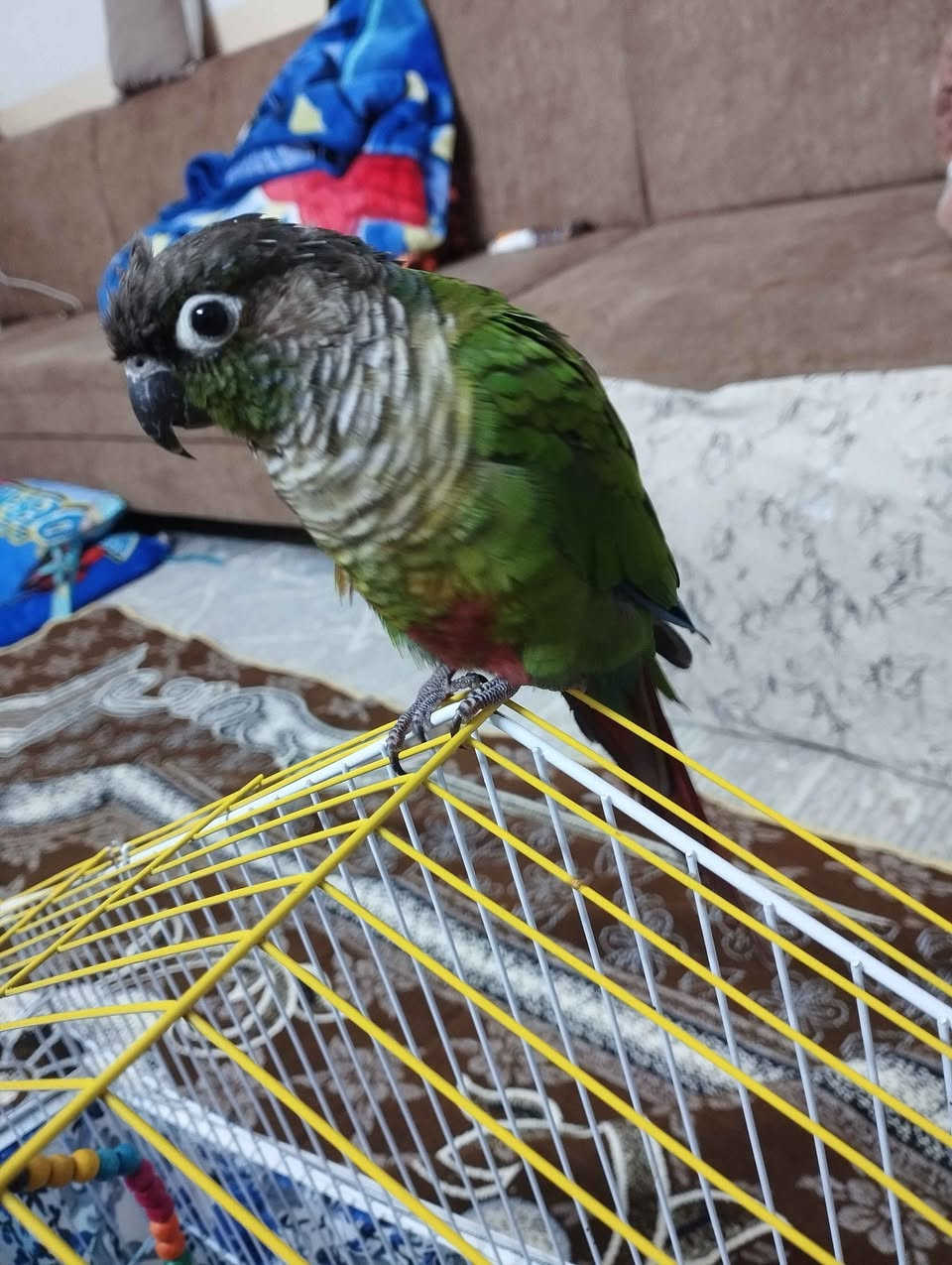 كنيور فول اليف يركص بشرط فول اليف مكان بغداد جادريه قرب نادي فروسي ***********سعر 120 بغداد, العراق
