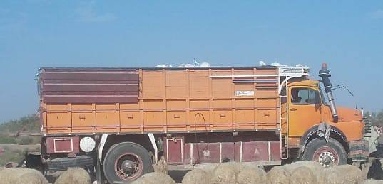 للبيع بدي قجم ابو البرغي العنوان ناصريه الشطره  ،***********
