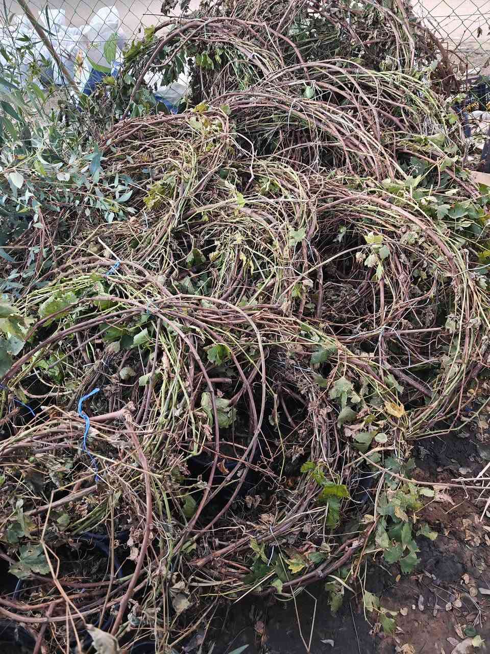 توفرت شتلات عنب نوع حلواني بحجمين
وسط 10 الف
كبير 13 الف

عنوانا الناصريه شارع الإمام علي تقاطع الشيباني مقابيل مصرف الطيف مشتل الشيباني ***********
