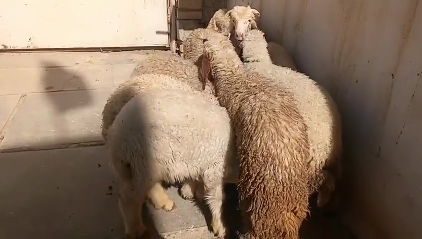 سلام عليكم طليان للبيع شلع او مفرد شراي يتصل ***********خاص واتساب توصيل موجود مكاني حي البتول
