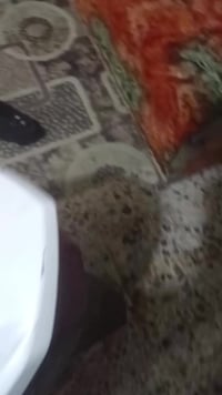 كوم • دخان • قايش تعبان