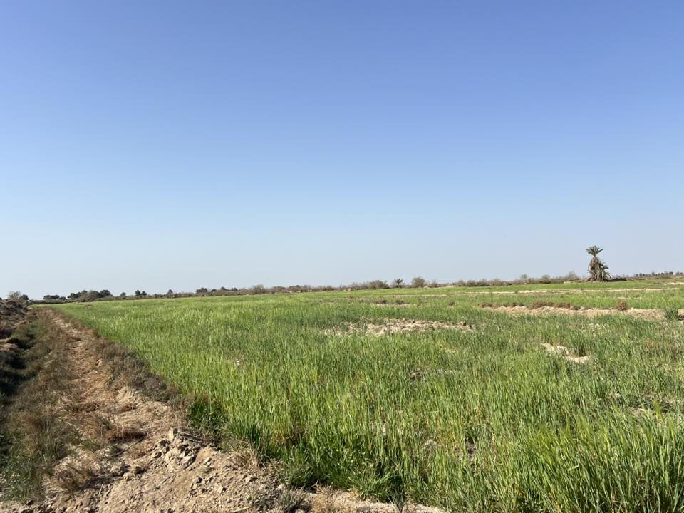 السلام عليكم
زرع للبيع المساحه 12دونم 
مكانه قضاء السدير خلف حي الزهراء بشط الهوا
رقمي ***********
