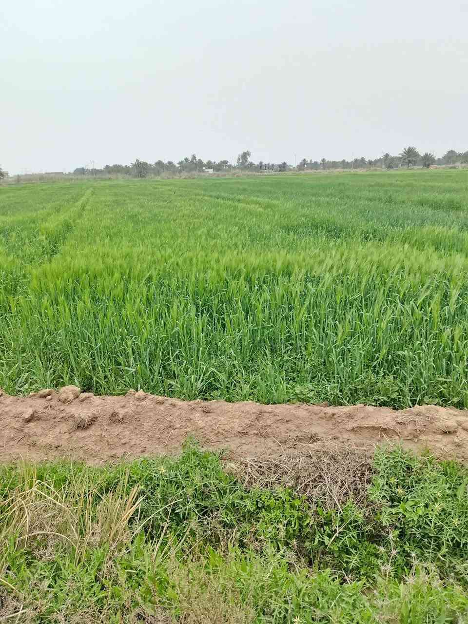 سلام عليكم ✨🚩عرض جديد 
قطعه ارض المساحه 24دونم ✨🚩
طابو زراعي سند 25✨🚩
الخدمات كلها قريبه عليها كاع زراعيه حلوة ✨🚩
ماء سقي متوفر ✨🚩
تنباع كلها او مفرد ✨🚩
العنوان طريق السده محاويل منطقه الحصن ✨🚩
تبعد عن الشارع السايدين تقريباً 750متر ✨🚩
نزال كله تبليط ترابي 150متر فقط تصلح سكن او زراعه ✨🚩
اتصل ‏‪***********‬‏ 
او تعال خاص 
السعر خاص ✨🚩
