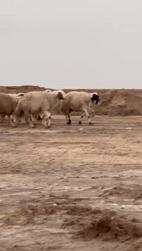 اللهم صلي على محمد وآل محمد غنم العدد 35 مضاريع كلهن غنم خشنه وصاحيات مكفولات المكان ميسان الاتصال ***********
