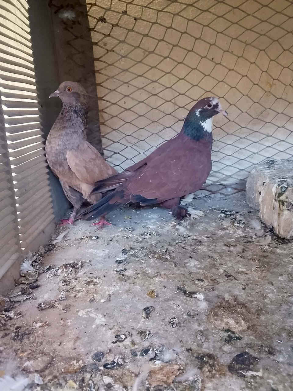 ثلاث زواج اريدهن بعشره كلهن مكاني بلفلاحيه


**إذا كنت صاحب هذا الإعلان وتريد حذفه لأي سبب، رجاءا أرسل رسالة إلى الدعم الفني**
