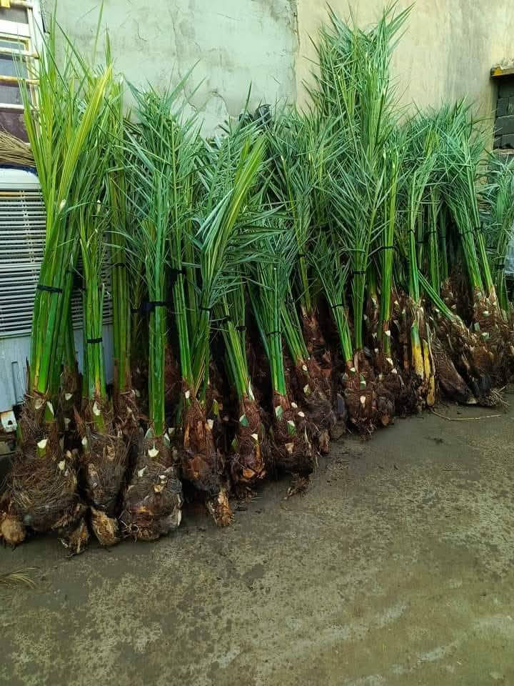 متوفر فسائل نخل للبيع بأنواع متعدده وتوصيل موجود مع كتاب ضمان وبأسعار مناسبه
***********
