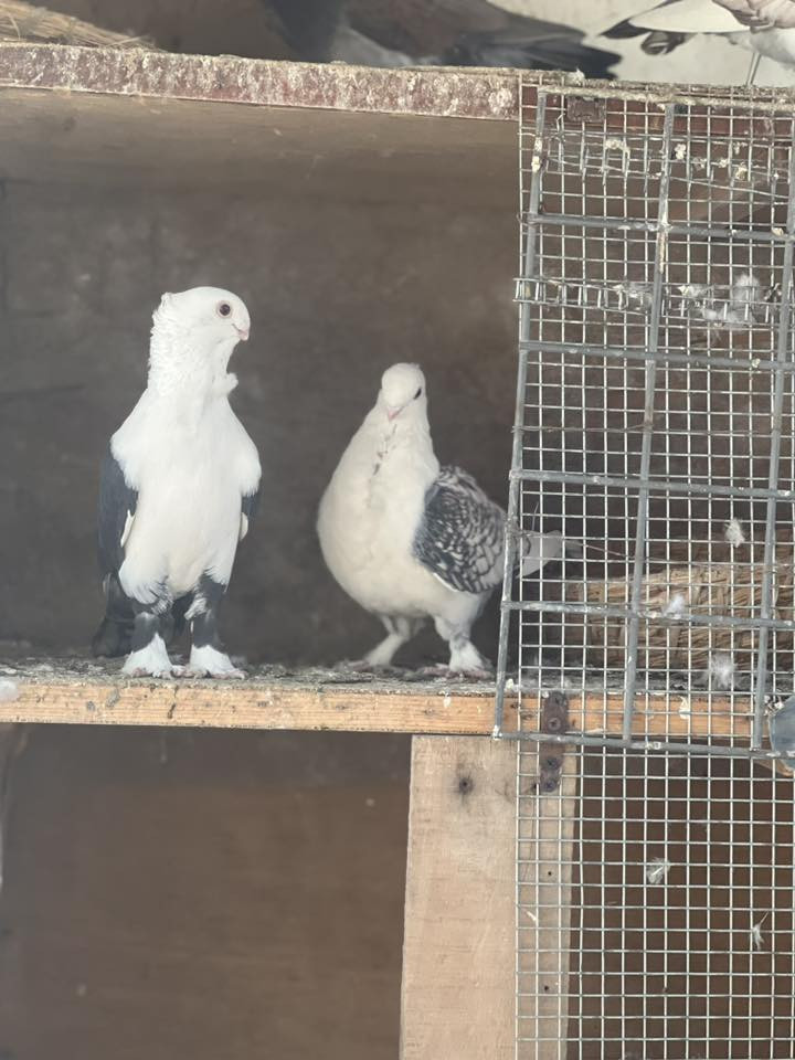 السلام عليكم متاح خدمة  حمام زينه عدد 9زواج كلهه طيره وفحل ضمان الانتاج مال بيت طيور نظيفات مكاني حي النصر توصيل موجود حسب الاتفاق *********** سعر الزوج 50الف وبيهن مجال
