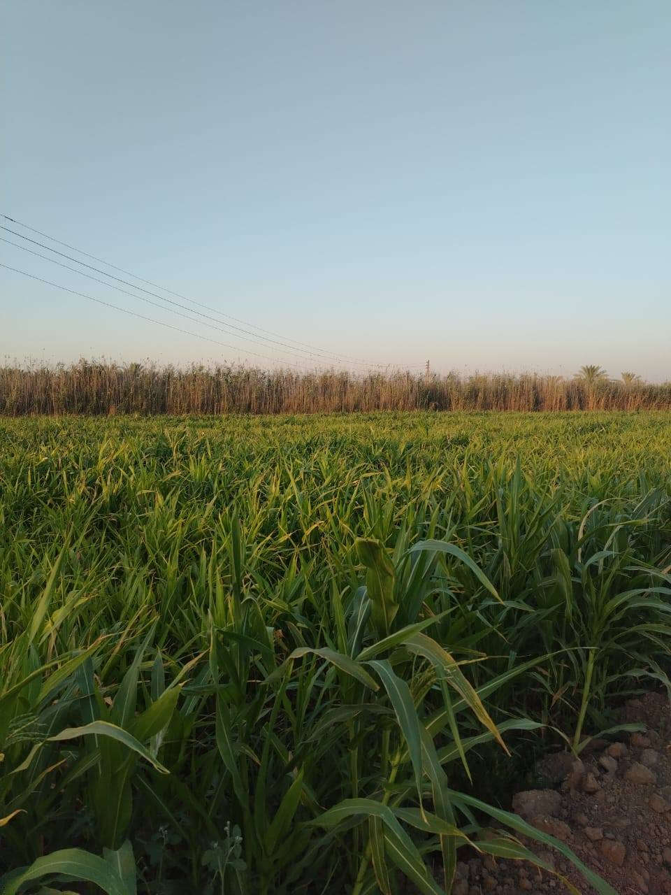 السلام عليكم
يوجد اربع دونم للبيع طابو زراعي سند 25
اساله و نهر
قرب المدارس والاسواق
تبعد عن الشارع 300 متر
***********
