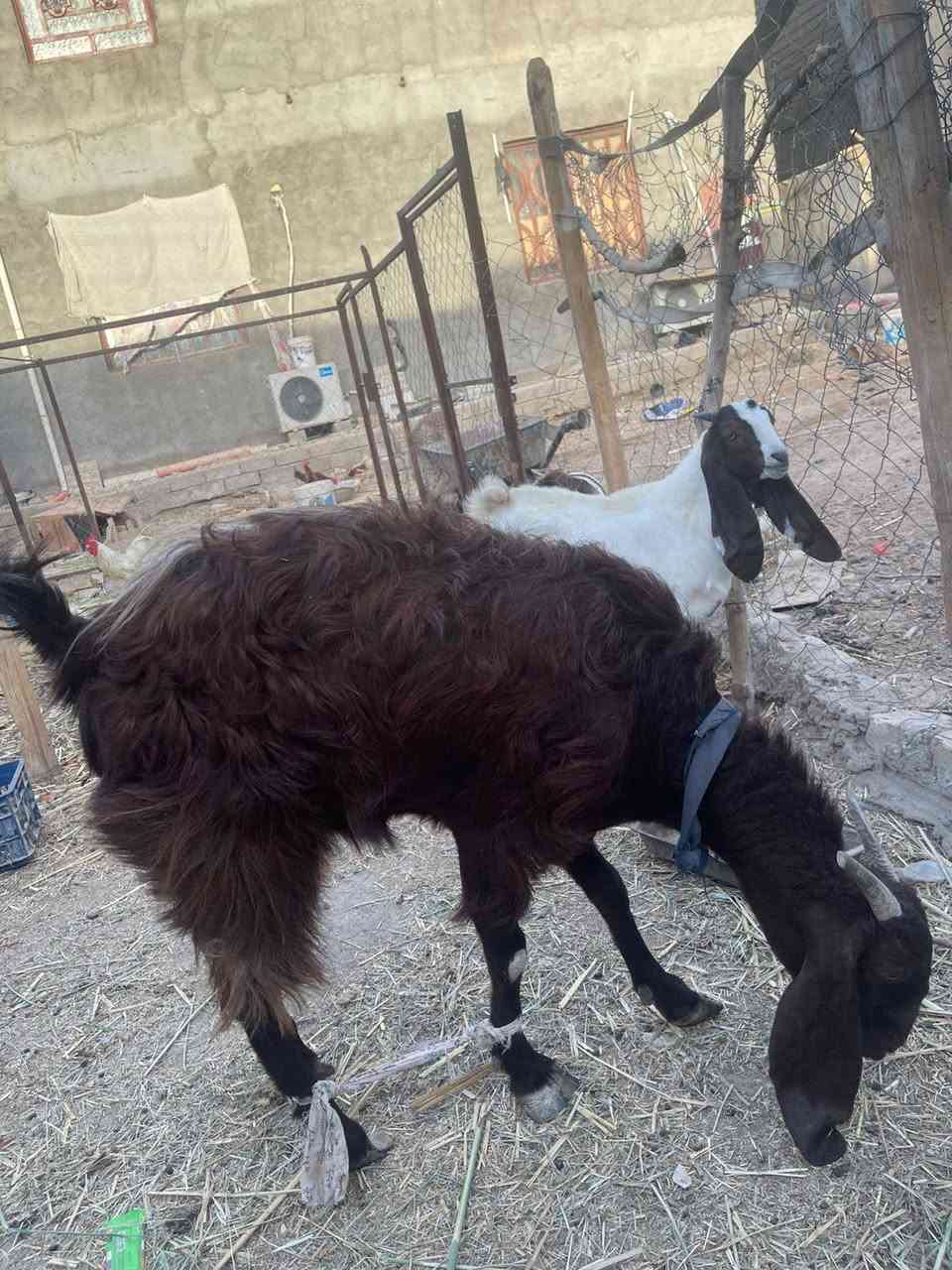 السلام عليكم صخله ضروبه بفغاني تواما اول بطن واحد مات ضل واحد  جواها عمره شهرين ونص 
السعر 350
العنوان بني منصور شارع مزرعه
***********
