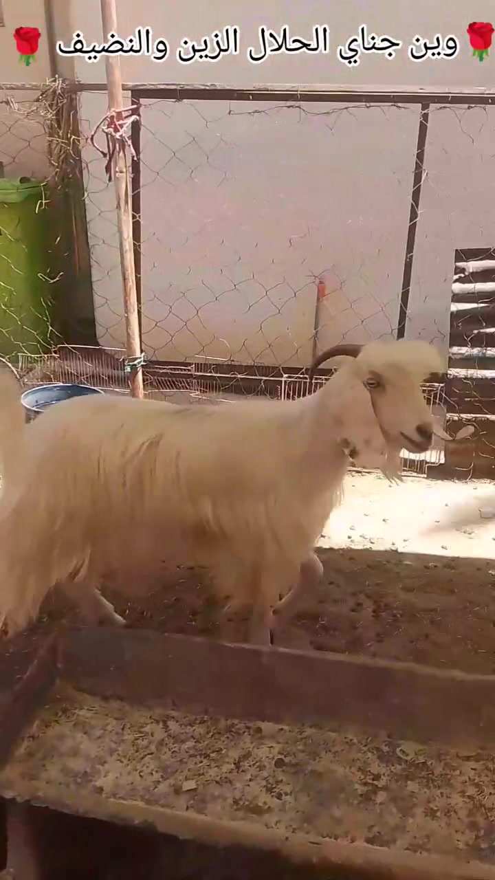 🌹 وين جناي الحلال الزين والنضيف
جذعه مضربه على شامي شرط ماوالده ولا بطن وما مبدله ولا سن جذعه حلوه اعشار على حظ راعيها شهر ونص 
جذعه حلوه مال جناي درجه اولى شرط شقه ثلاثه 
وين الجنايه اللي يدور حلال نظيف خط اول مال جنيه 
سعرها 250 هيه توصيله الباب بيتك عنوان الانبار ناحيه  
يوجد توصيل حسب الاتفاق داخل محافظه الانبار فقط
عنوان الانبار ناحيه كبيسه 
*********** اتصال واتساب

شرط النصائح على كل عيب جذعه حلوه عيون بيض 
جذعه مال بيت حلوه مال جنيه
