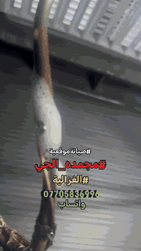 #صيانةموقعيةمجمدةالجي
#LG_freezer
#الغزالية تم إعادتها للعمل والتفاصيل في الفديو للاستفسار *********** واتساب #اتصلواوسنصلكم
