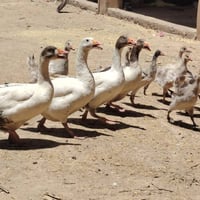 ٤نثايات • ١٠صواصي • للشراي