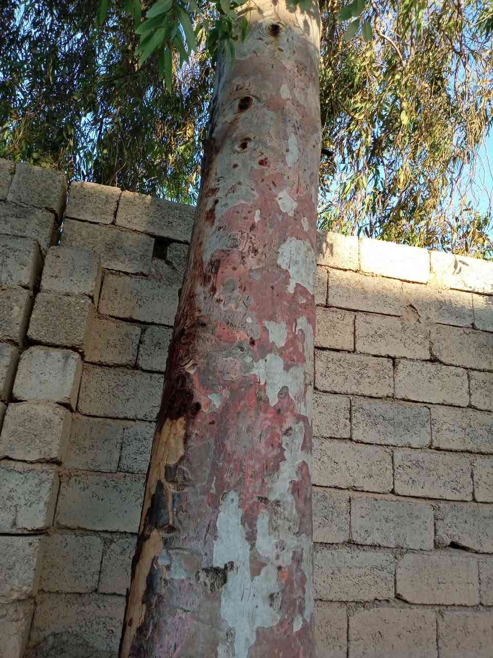 شجر العدد سبعة للبيع


**إذا كنت صاحب هذا الإعلان وتريد حذفه لأي سبب، رجاءا أرسل رسالة إلى الدعم الفني**