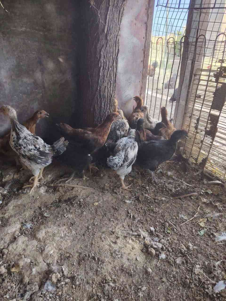 السلام عليكم متاح 10 طيور للبيع


**إذا كنت صاحب هذا الإعلان وتريد حذفه لأي سبب، رجاءا أرسل رسالة إلى الدعم الفني**