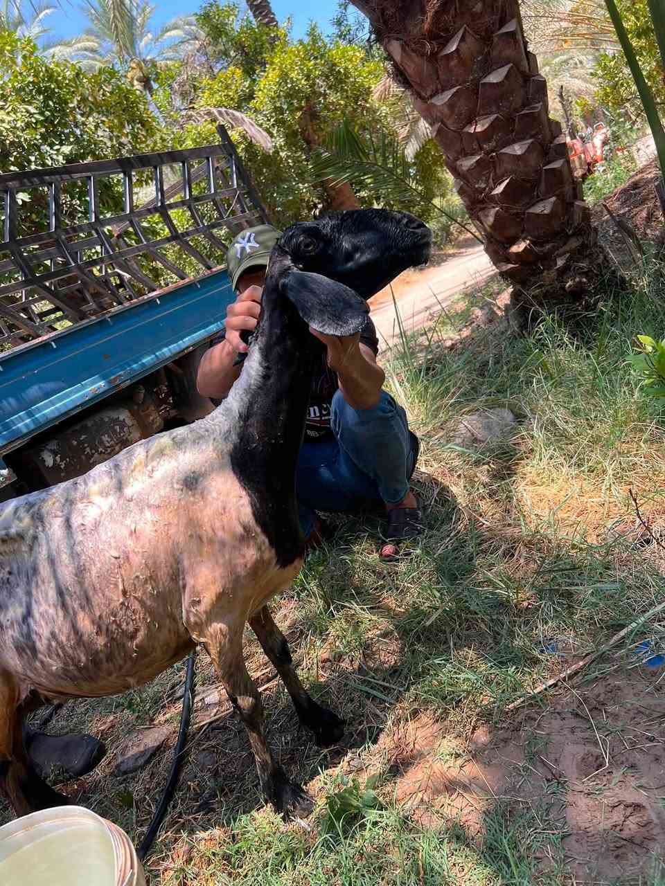 نعجه للبيع نعجه ناصحه فول خير من الله والده ٣بطون السعر ٣٧٥وبيها مجال بسيط للشراي العنوان التاجي منطقة الشيخ حمد قرب جامع ال البيت *********** يتوفر واتساب
