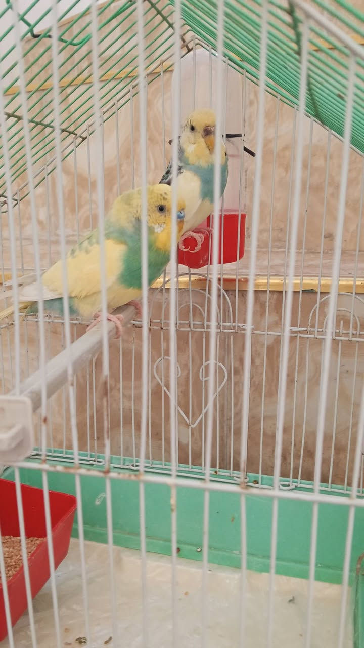 للبيع طيور اوروبي
***********
