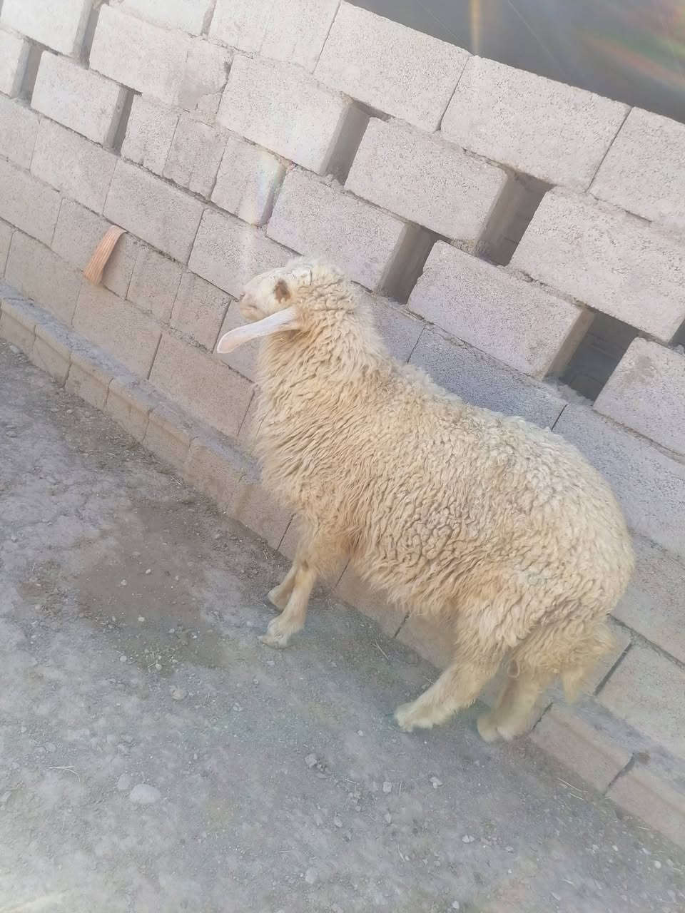 يالله سلام عليكم ***********
فطيمه وطلي كريشي نذاري مال ارباط الي يريدهن هسا يتواصل وياي وبل خدمه المكان واسط الشحيميه قريه 10
