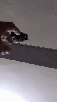 بلبل مفول حار ما يسكت ابد ابد بل حقيقه بكد فختيه ما شاء الله سعره 85 نهايته عمره 4 سنوات 24 ساعه يقره حته بليل ما يسكت اله تغطي قفص بكاني بغداد واتساب ***********
