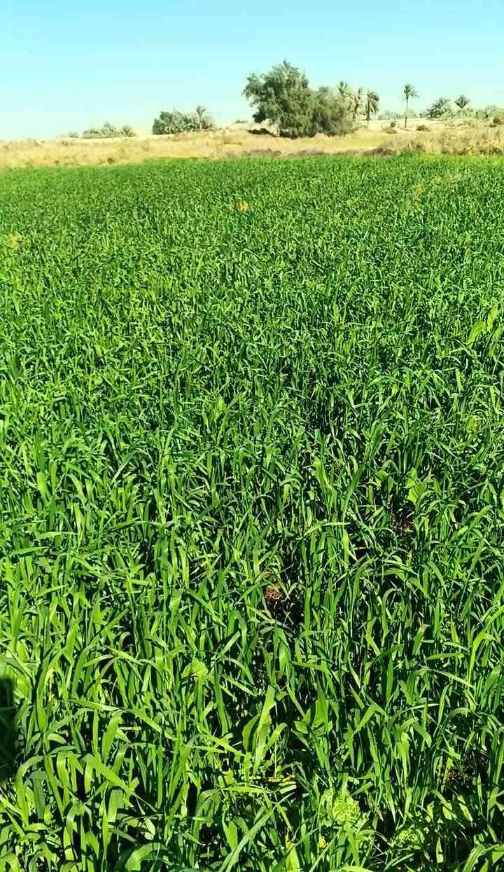 السلام عليكم دغل للبيع مساحه الارض 41دونم الاستفسار ***********
