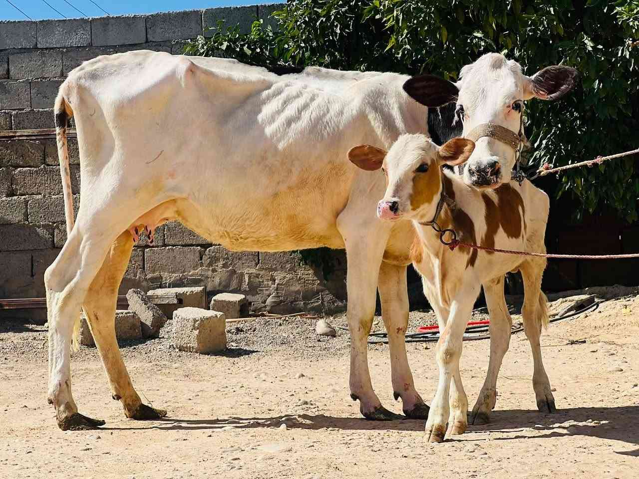 السلام عليكم ورحمة الله وبركاته بجر اول بطن جمه وراها حولي سمتال ع كل عيب شرط الحليب شرط الدسامه السعر خاص الاستفسار ع هاذه الرقم *********** ملاحضه يرهم مراوس بحلال موقع ناحية الزاب
