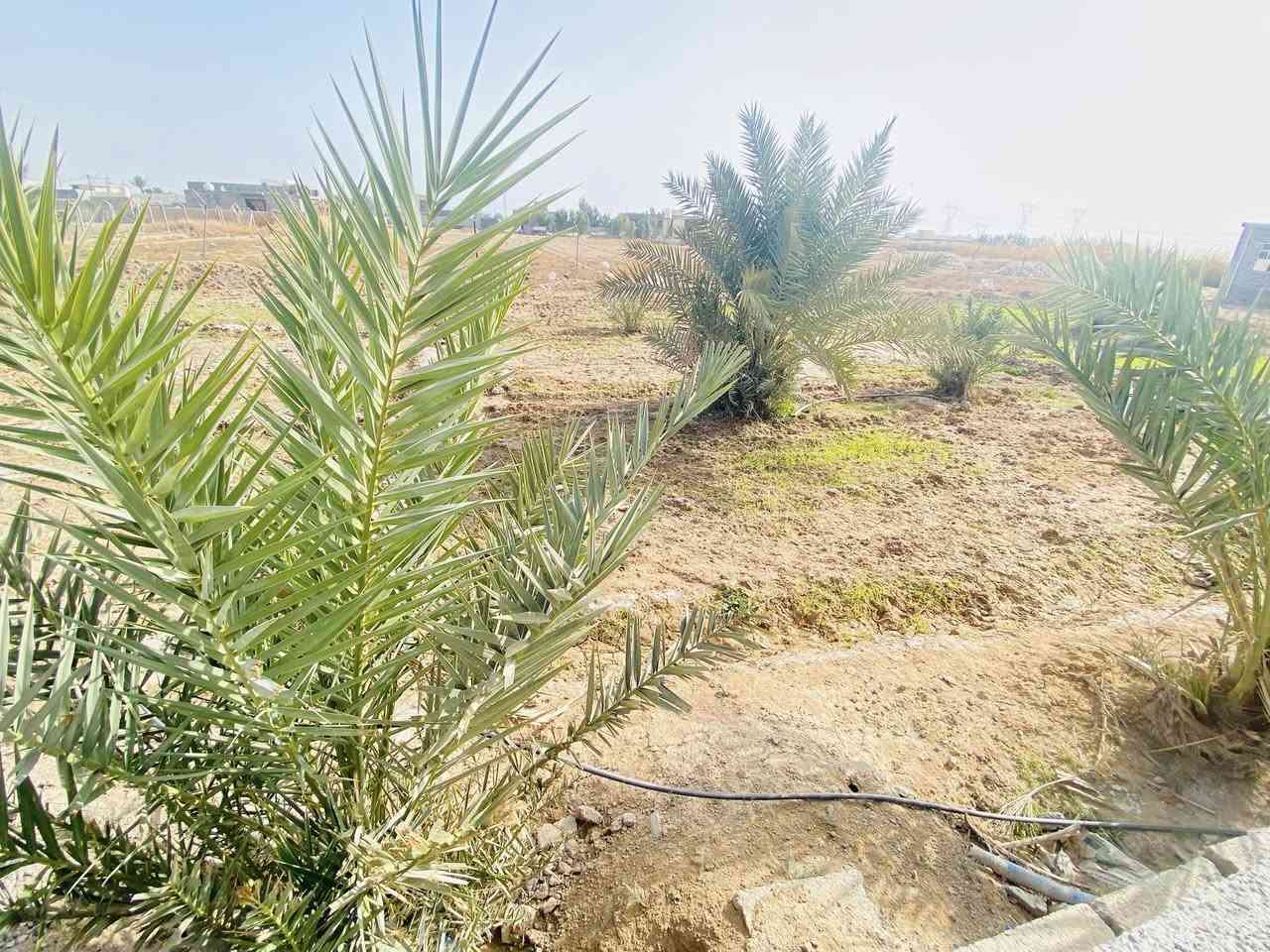 نصف دونم للبيع  مبني بي هيكل جاي من صيطرة النهروان بقرية داود سلمان  للتواصل ***********
