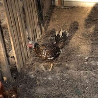 دجاج للبيع • ديج • طيور • دجاج • فروخ • حيوانات • دواجن • طارميه