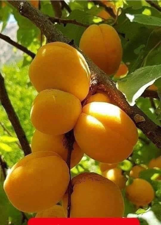 عرض خاص ✌️ #شي_على_شي_يم_مشتل _نور _الهدى _أرخص _ شي 
#مشتل_نور_الهدى  **يرحب بكم**
يتوفر لدينا أجود أصناف المشمش العراقي .
الذي يتحمل اجوائنا وذو إنتاج. 
السعر 4000 فقط 
جميع شتلات مركبه ومضمونه
  اسماعيل. *********** 
احمد.     *********** 
العنوان محافظة الانبار- حديثة صعدة الحي العسكري 
مقابل سالم للادوات الاحتياطية / ومجاور فلس ونص
