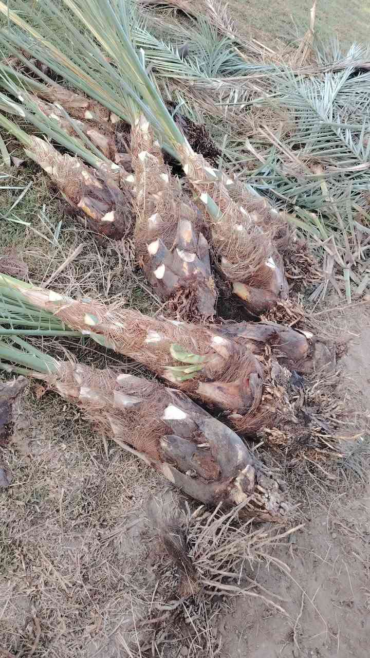 السلام عليكم يوجد الدينا برحي ومكتوم ومجهول وكرنفلي وكافة انواع النخيل المكان بابل لاتصال ع الرقم ***********
