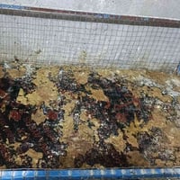 قفص دجاج العرض متر    وطول متر اونص     السعر 30الف  الشراي يراسل الصف...